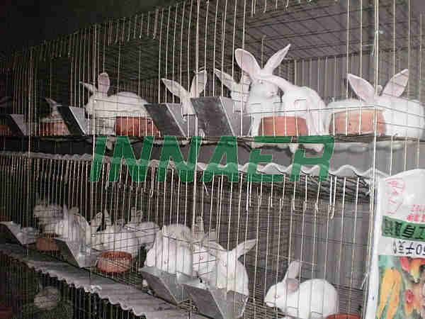 angora rabbit housing