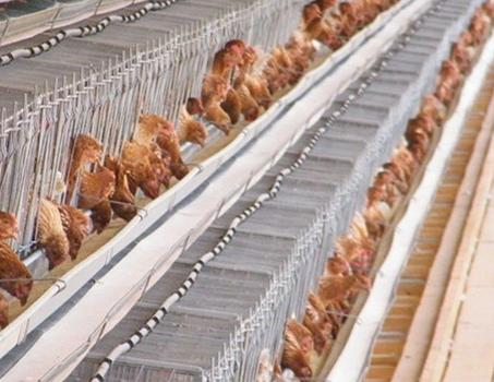 Chicken Farm Equipment