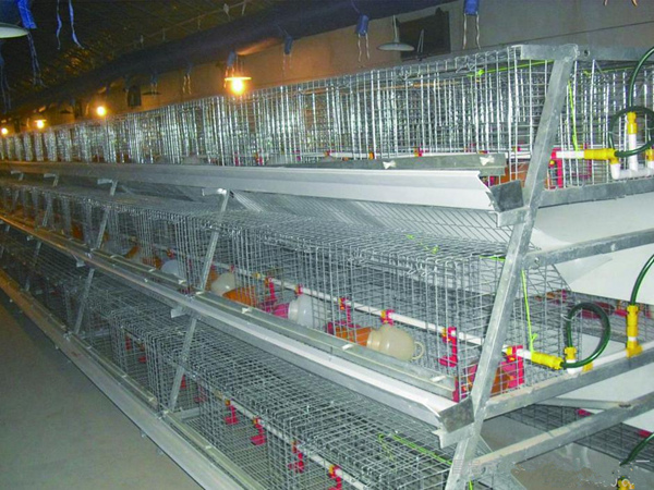 Broiler Cage